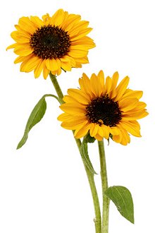 About Counselling. Library Image: Sunflowers